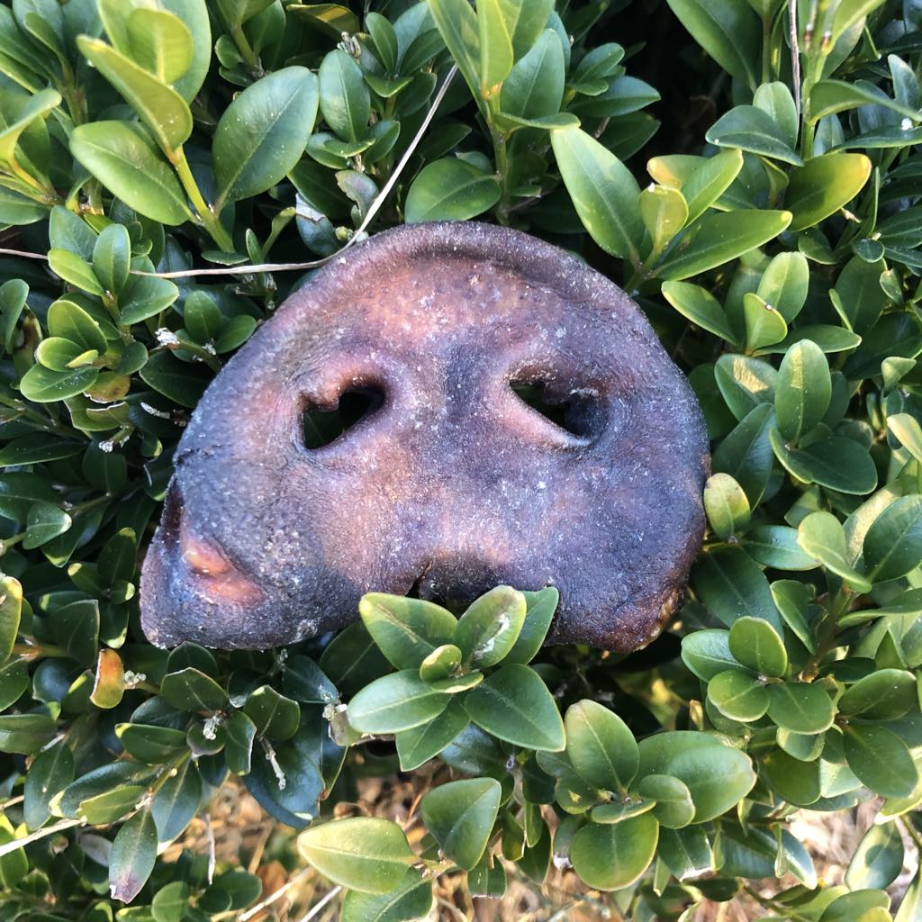 Gristryne för små hundar – Segt hundtugg från svenska grisar