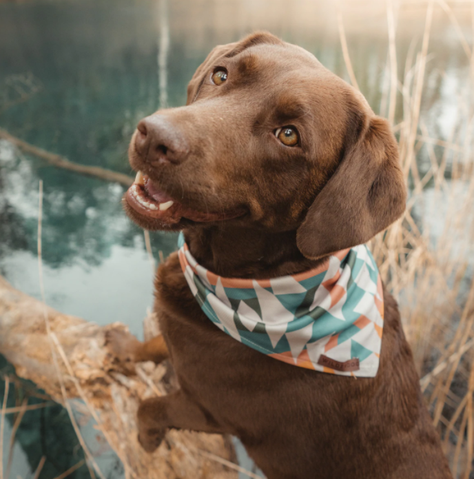 Wilderdog Bandana Cream