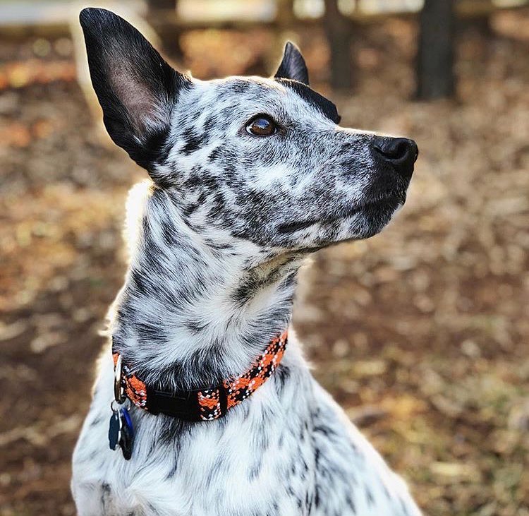 Wilderdog Halsband WILDCAT