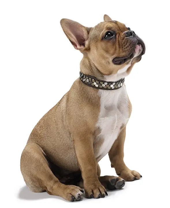 HUNTER Arizona läderhalsband