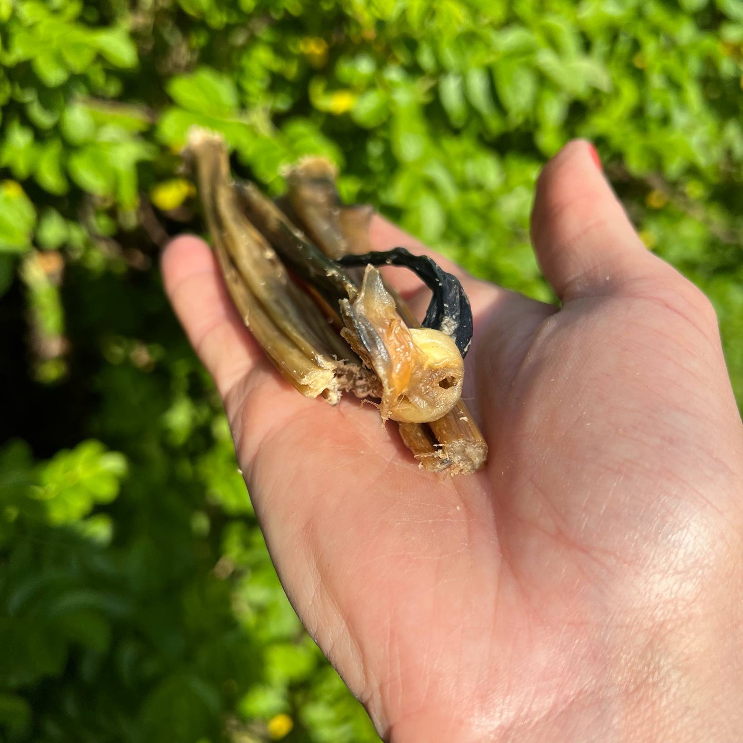 Tuggbitar av kaninhud ligger i öppen hand.