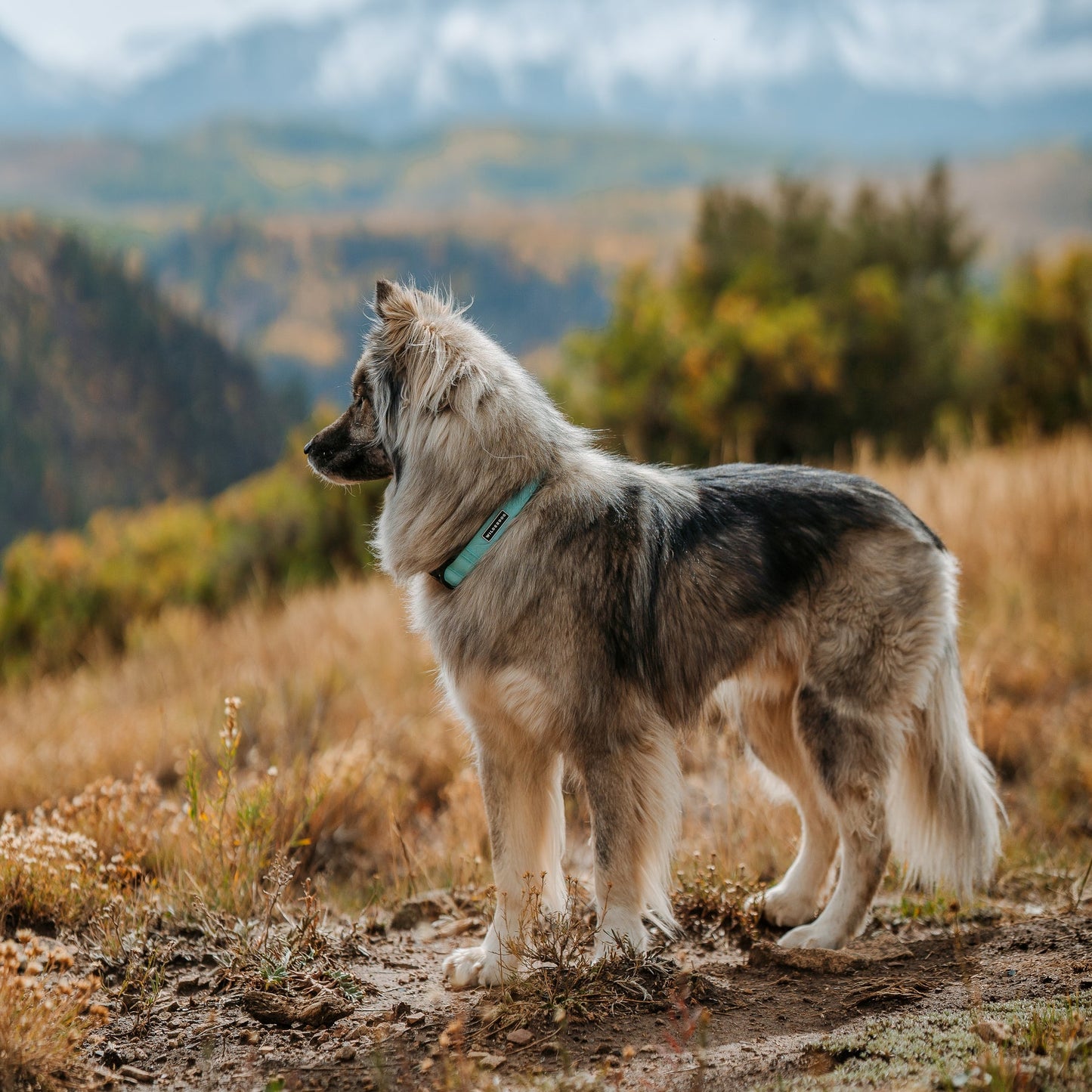 Hund i bergsmiljö har på sig Wilderdog waterproof halsband