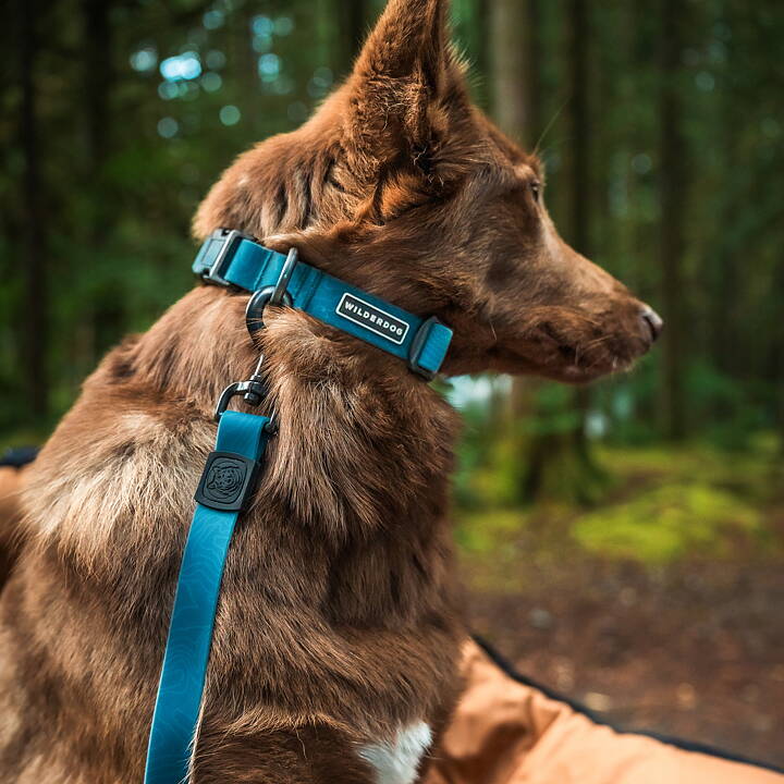 Wilderdog Waterproof Halsband PACIFIC BLUE