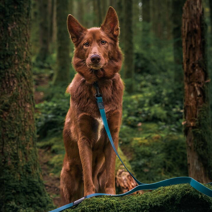 Wilderdog Waterproof Koppel PACIFIC BLUE