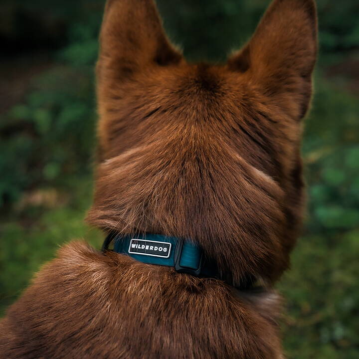 Rödbrun hund har halsband från Wilderdog i pacfic blue.