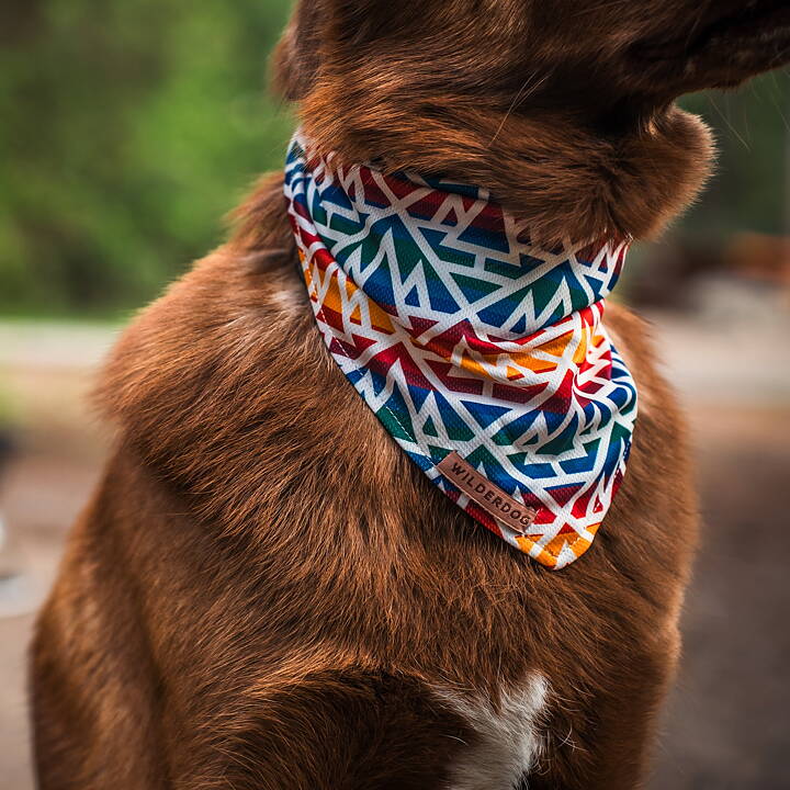 Brun hund har på sig Wilderdog bandana rainbow.