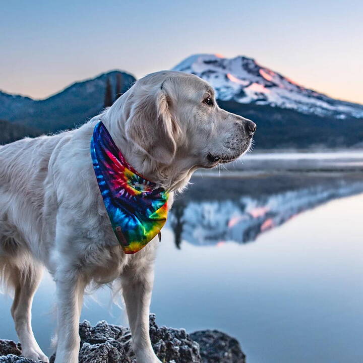 Hund vid vinterfjäll har Wilderdog bandana i tiedye.