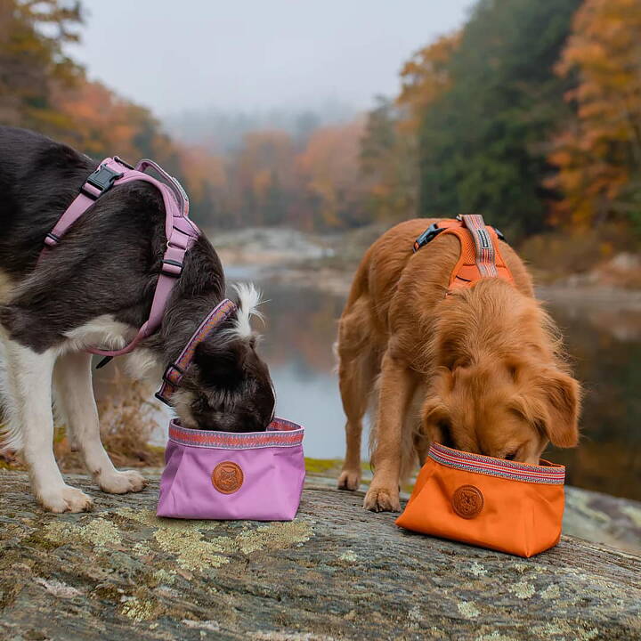 Hundar äter ut Wilderdog Backpacking Bowl i Lilac och Sienna.