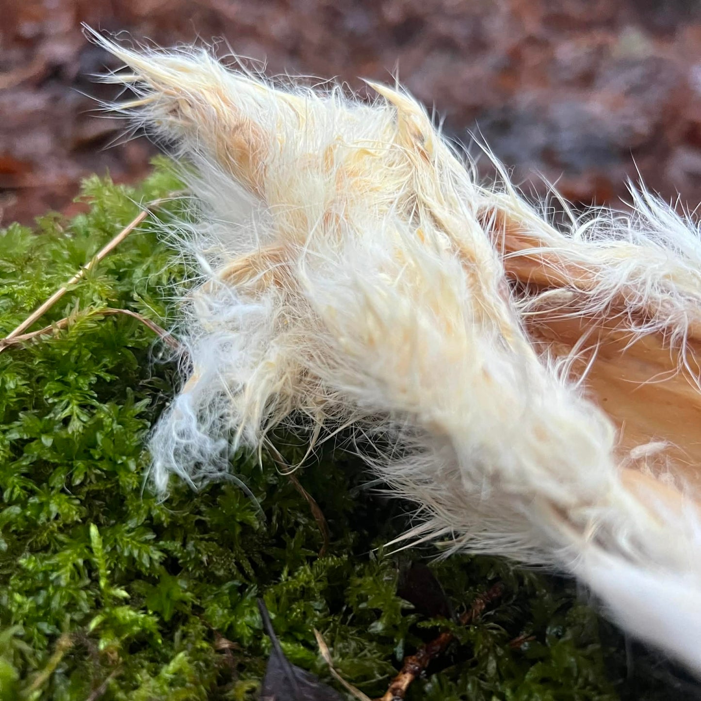 Närbild på kaninpäls som är ett berikningstugg för hund.