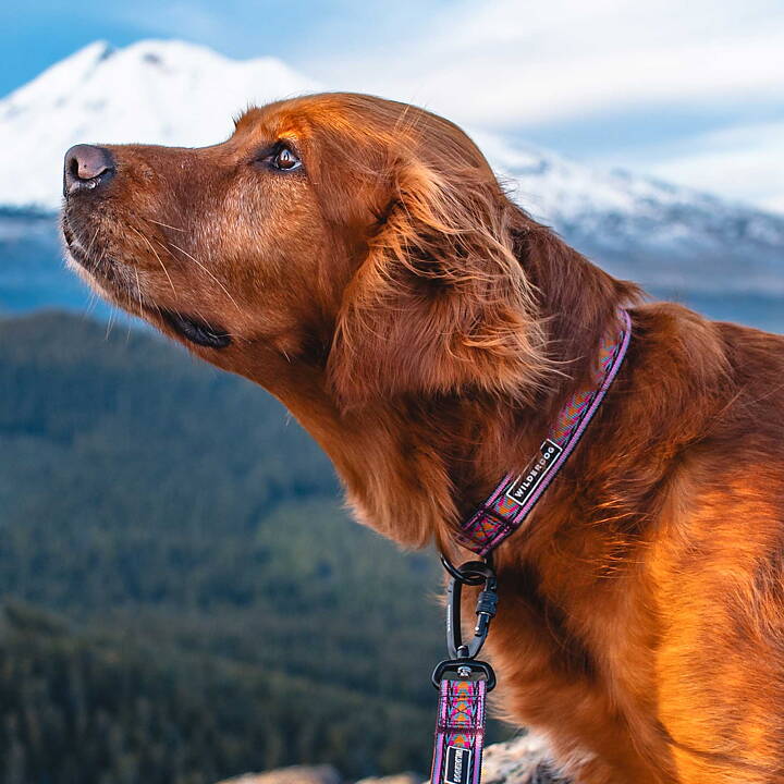 Wilderdog Ultralight Halsband DAYBREAK
