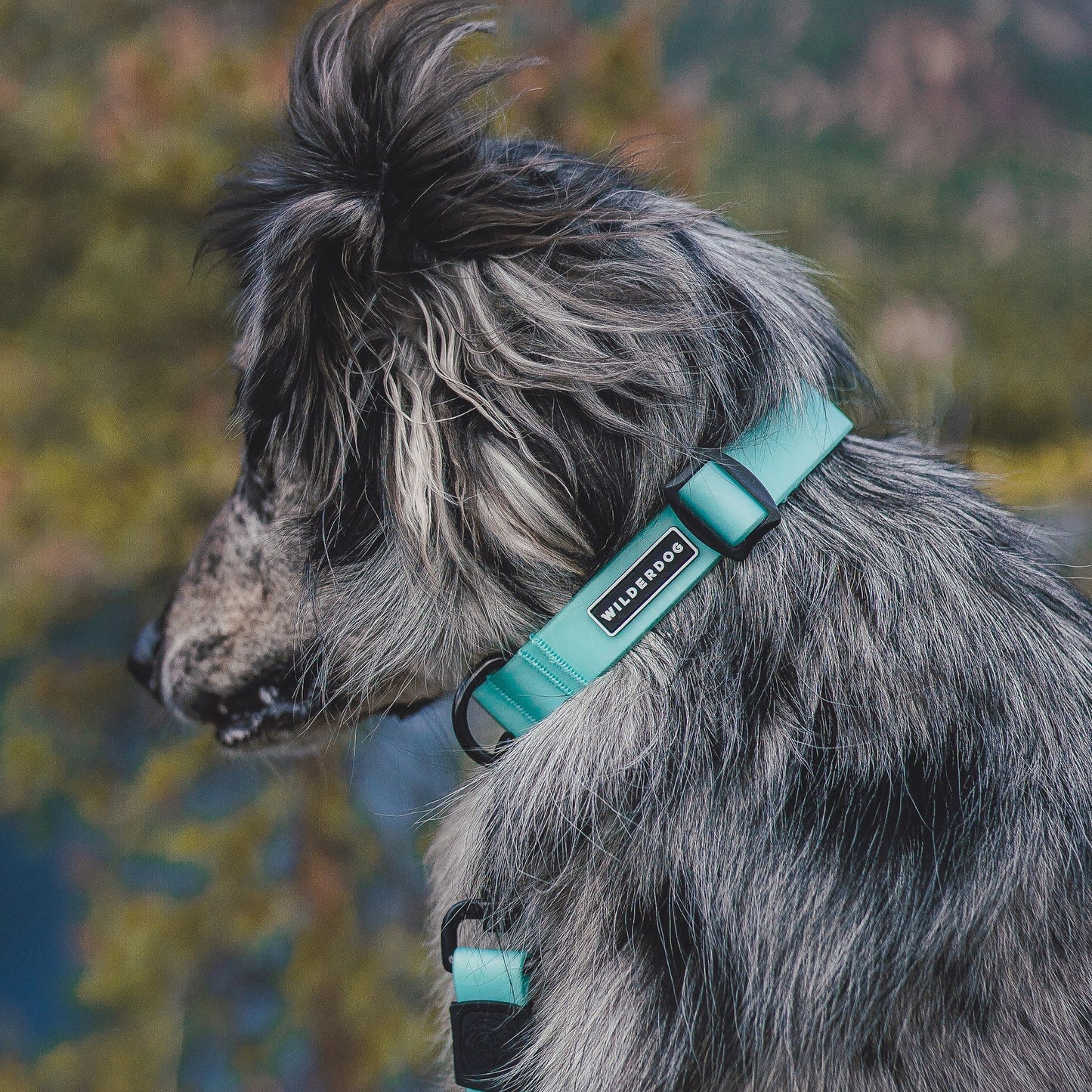 Wilderdog Waterproof Halsband SEAFOAM