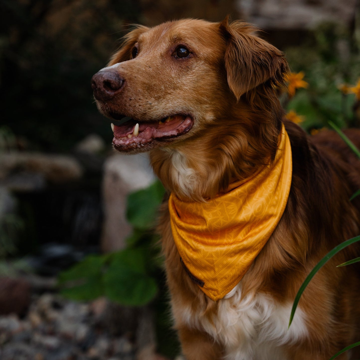 Tollare iklädd Wilderdog bandana mustard.