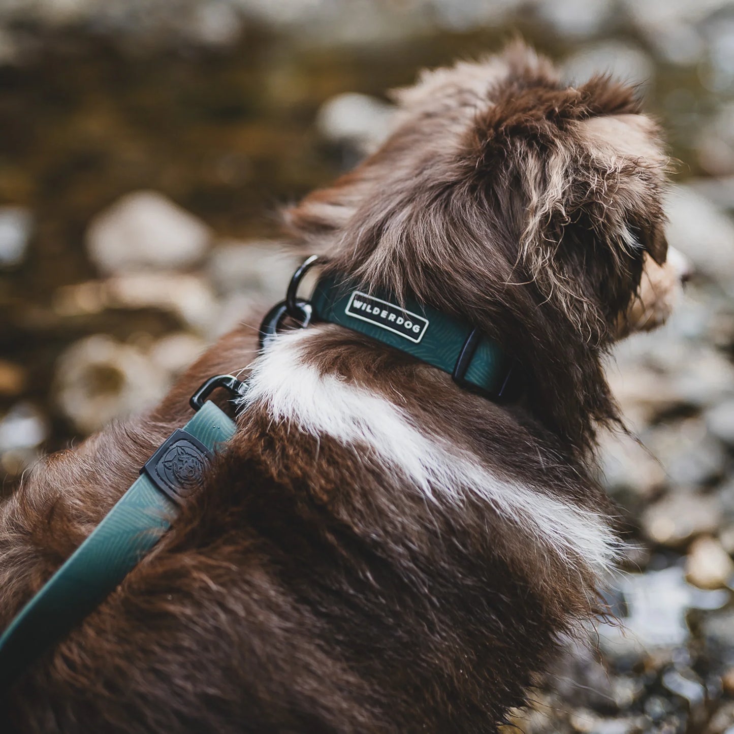 Wilderdog Waterproof Halsband CEDAR
