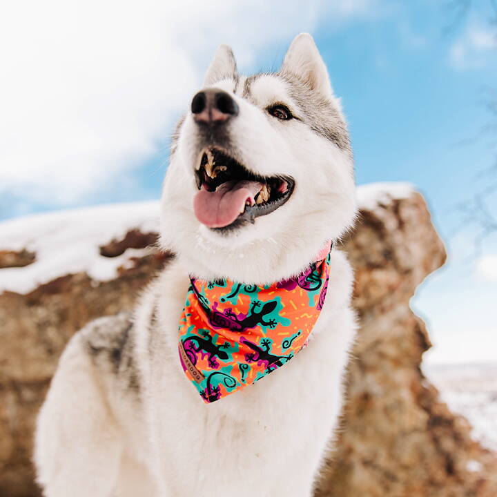 Siberian Husky med bandana the lizards från Wilderdog.