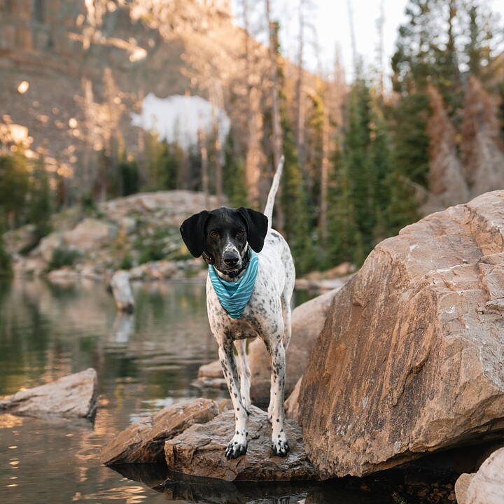Hund vid vatten iförd Wilderdog bandana olas