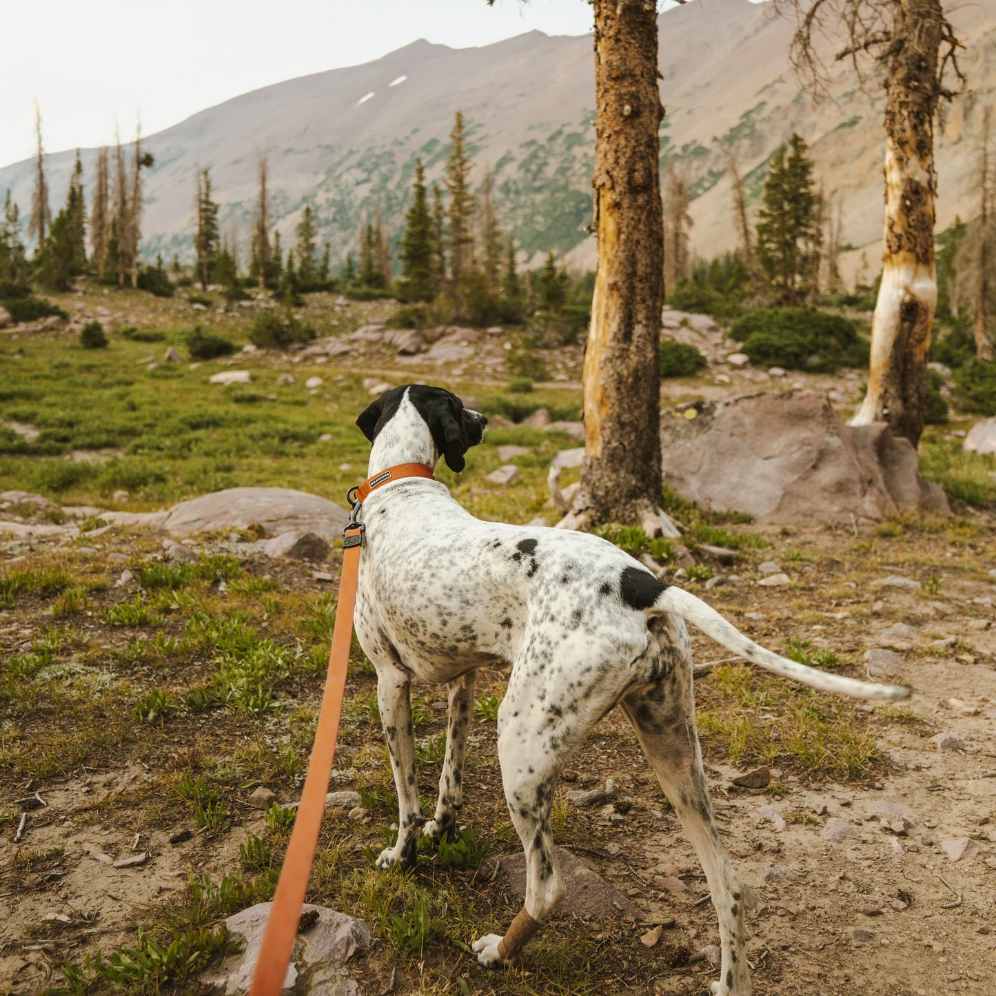 Wilderdog Waterproof Koppel TERRACOTTA