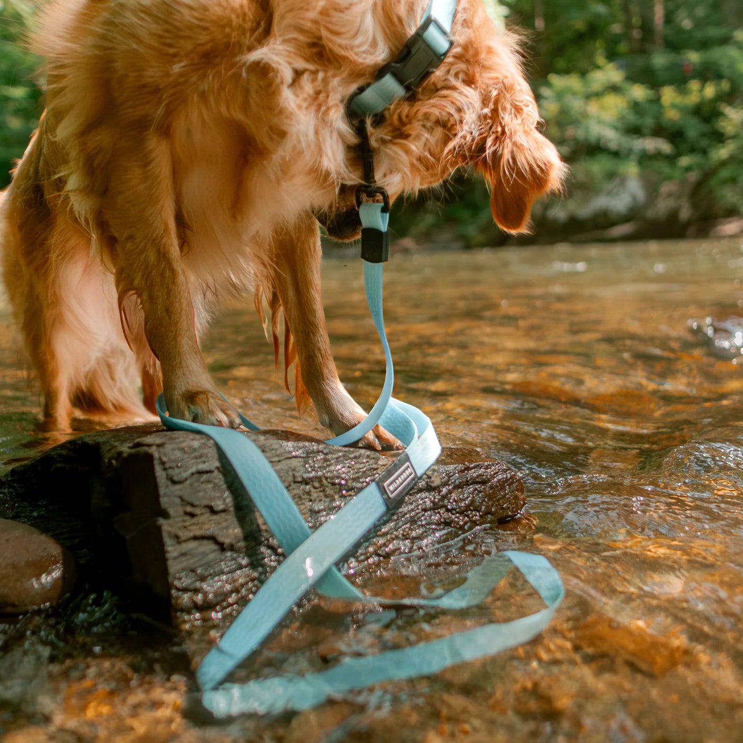 Wilderdog Waterproof Halsband SALTWATER