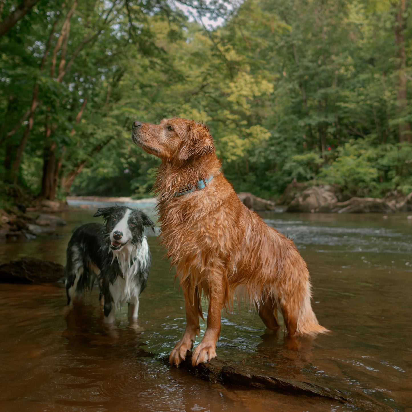 Wilderdog Waterproof Halsband SALTWATER