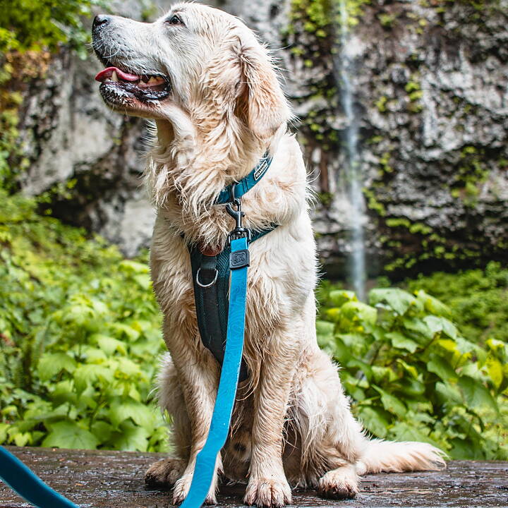 Wilderdog Waterproof Koppel PACIFIC BLUE