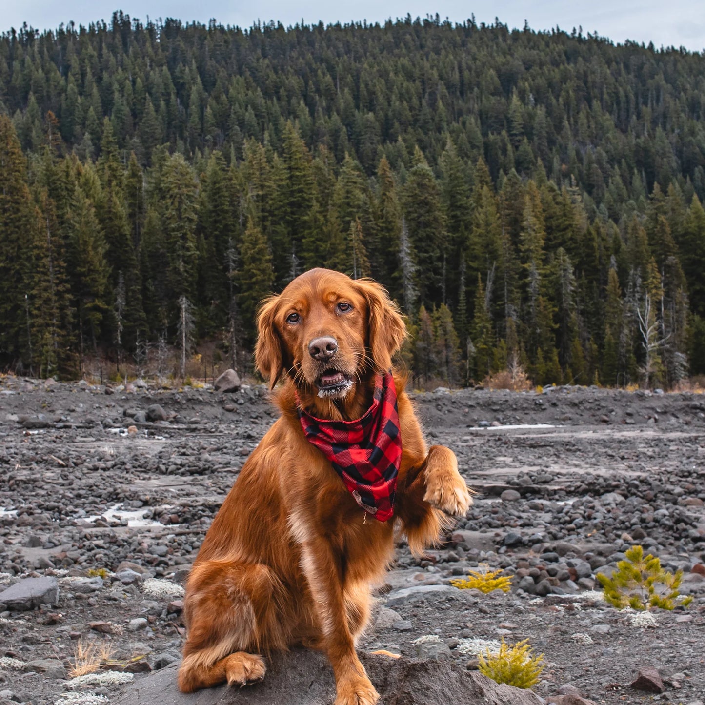 Wilderdog Bandana BUFFALO PLAID