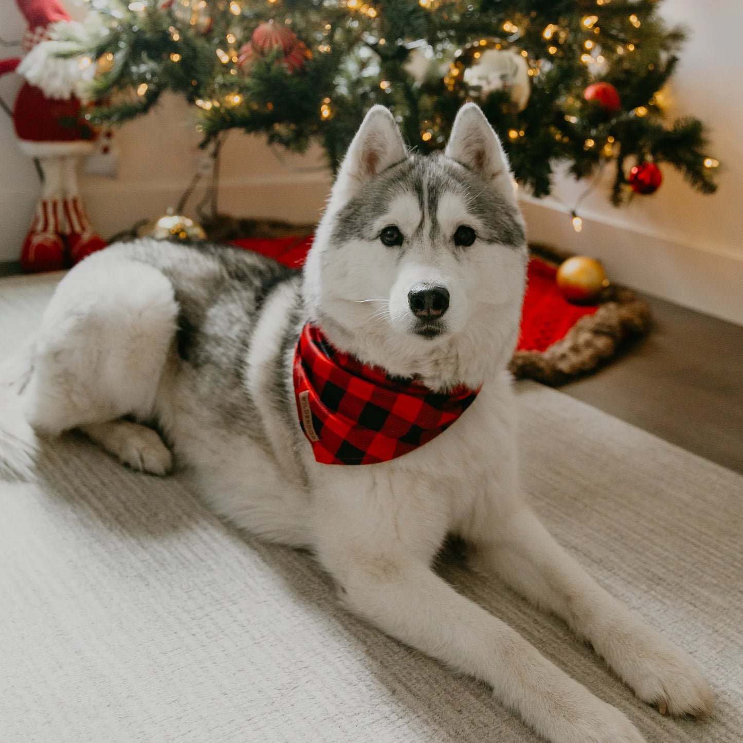 Wilderdog Bandana BUFFALO PLAID