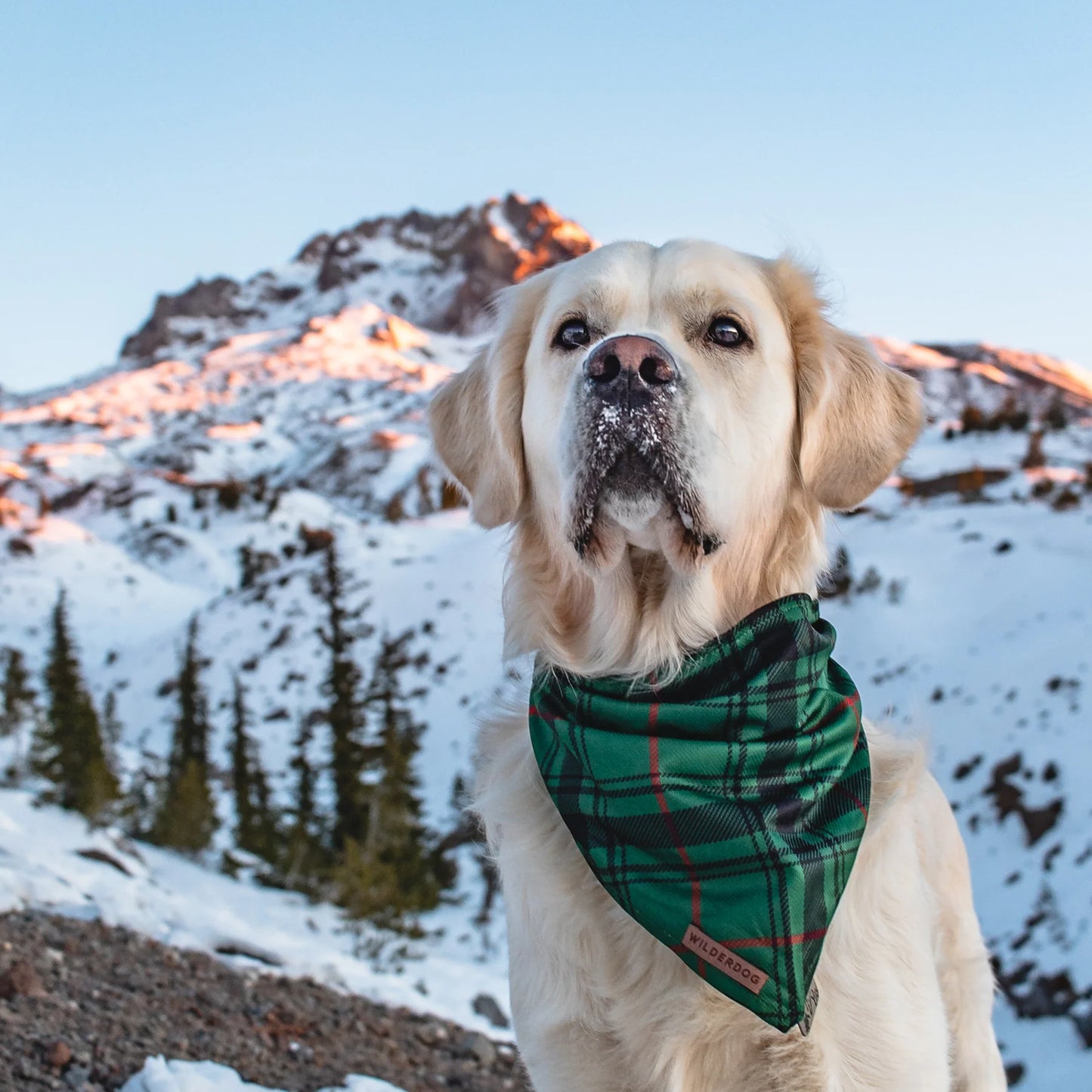 Wilderdog Bandana TARTAN PLAID