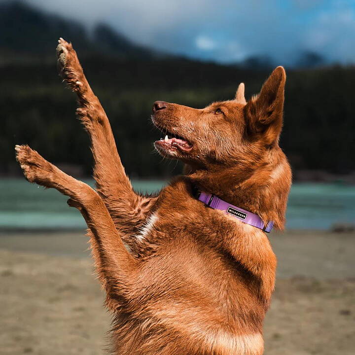 Wilderdog Waterproof Halsband AURORA