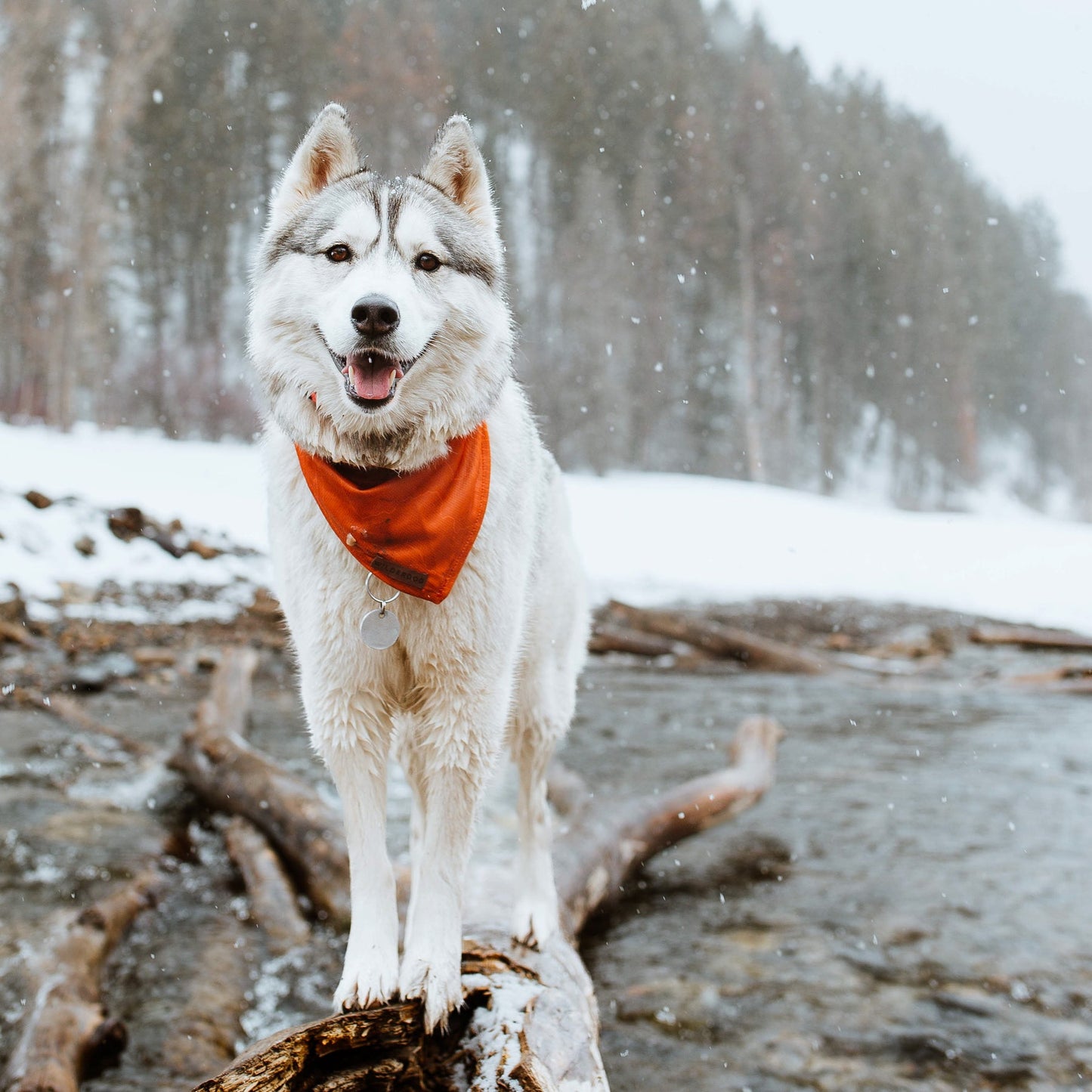 Husky i vinterlandskap med Wilderdog bandana orange topo.