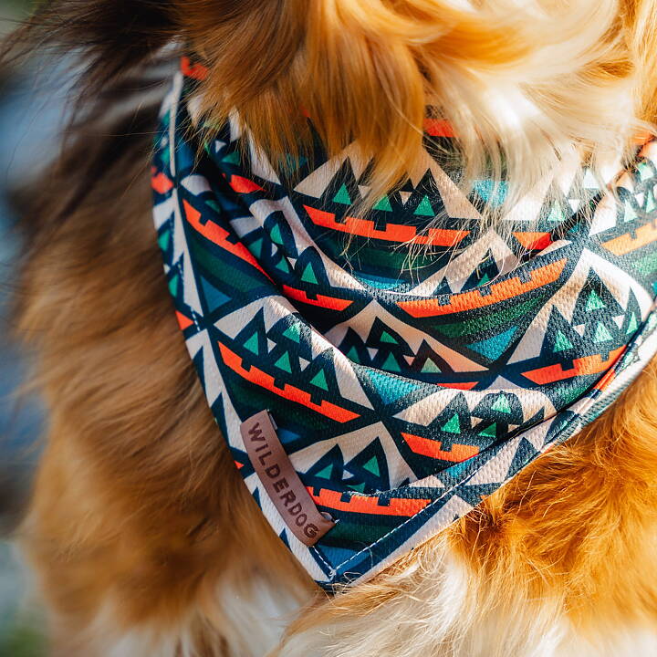 Hund har på sig Wlderdog bandana camp