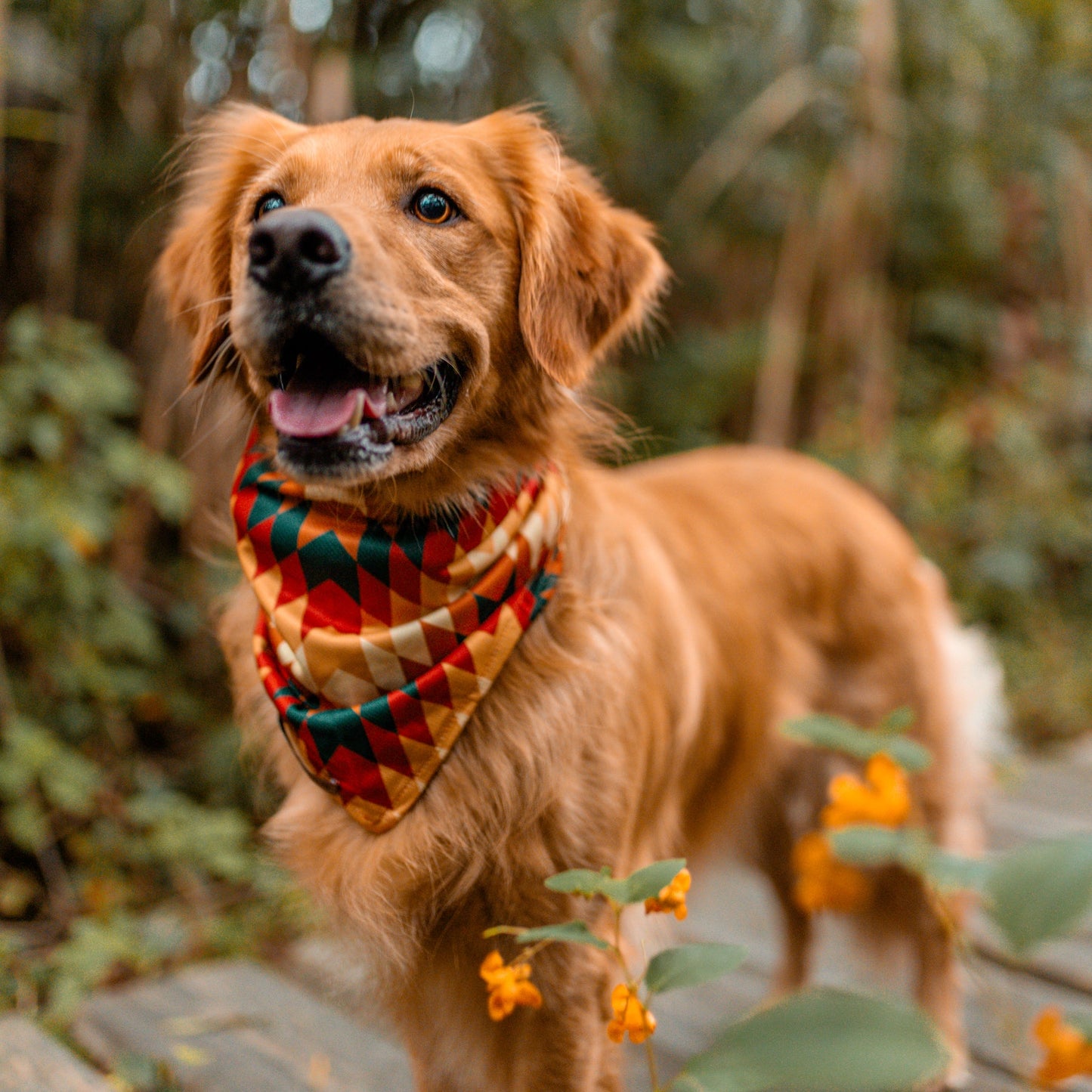 Golden har på sig Wilderdog bandana russet.