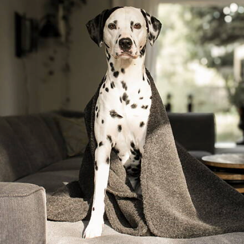 Hundfilt i merinoull grå eller beige