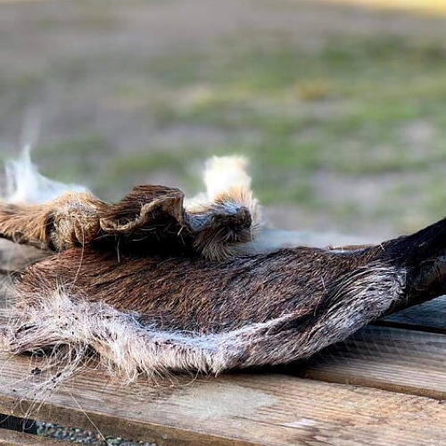 Hjortskinn med päls – Berikning för hundar, perfekt för spårarbete och aktivitet