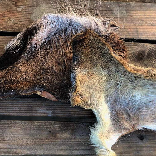 Hjortskinn med päls – Berikning för hundar, perfekt för spårarbete och aktivitet