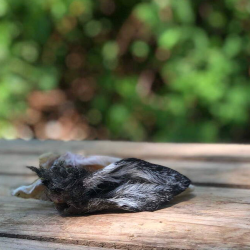 Torkat lammöra, naturligt med päls.