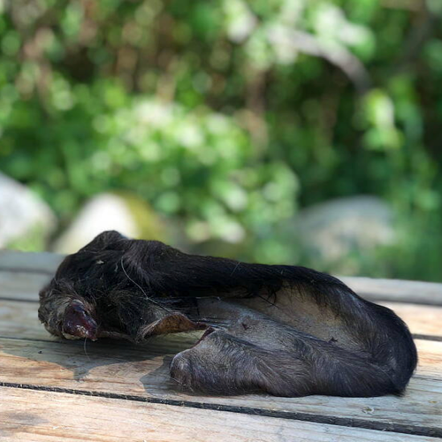 Ett naturligt hundtugg i form av ett oxöra.