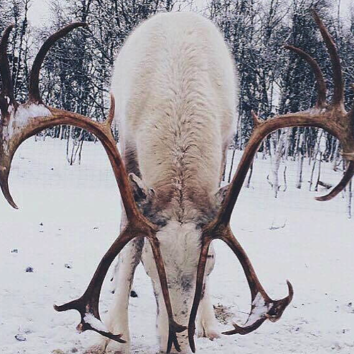 Rentugg - renhorn storlek XL