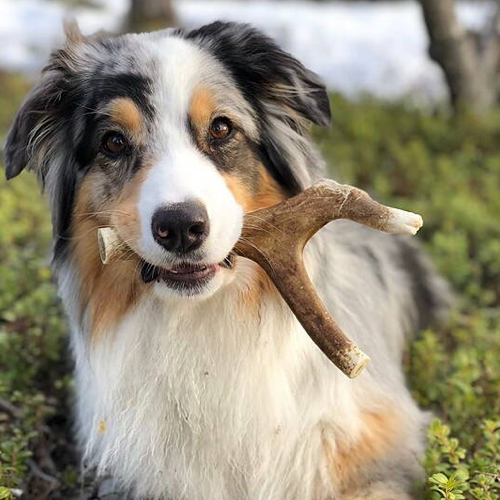 Rentugg - renhorn storlek M