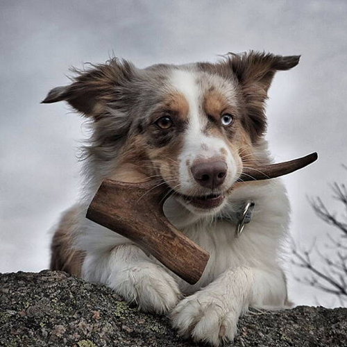 Rentugg - renhorn storlek L