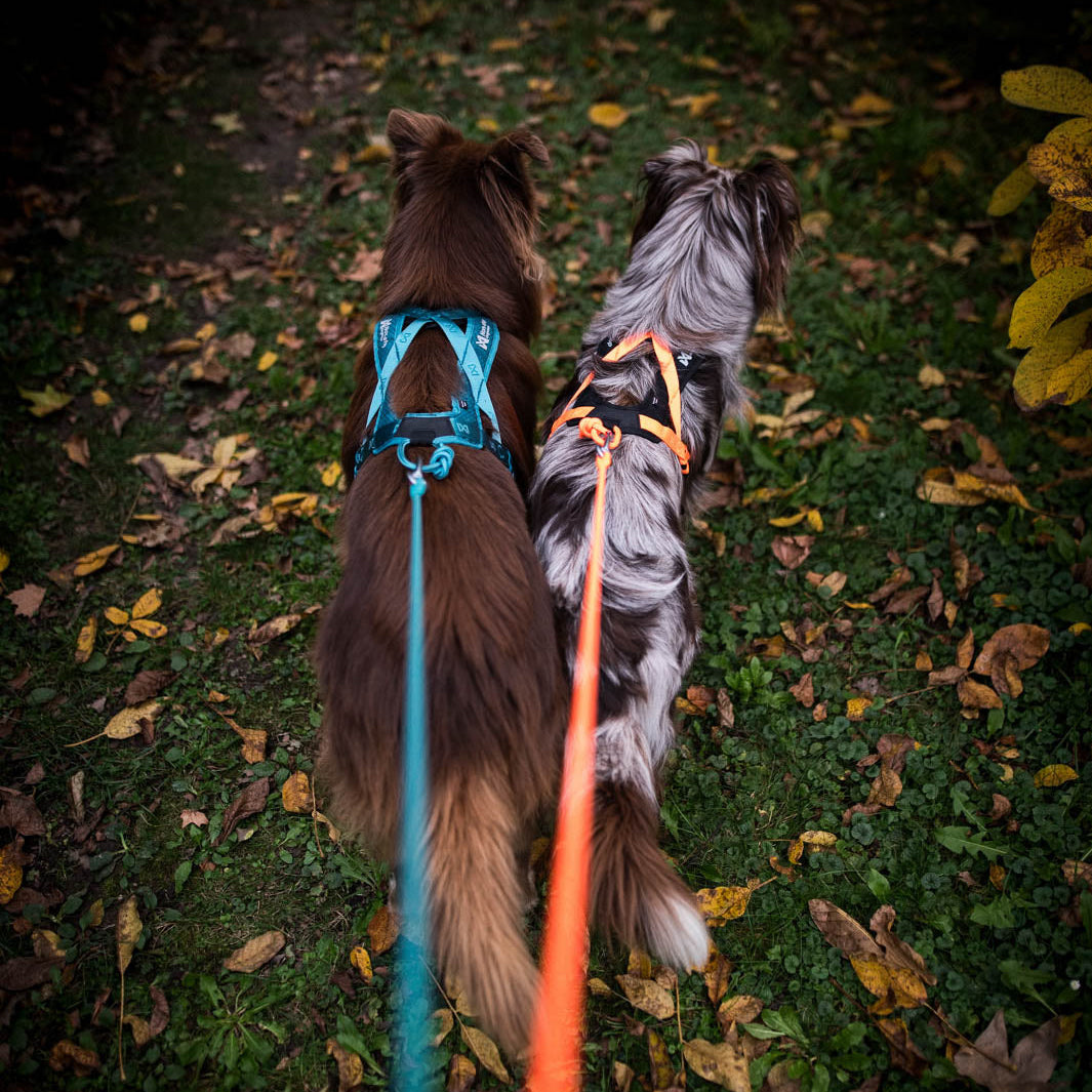 Non-Stop Rush harness
