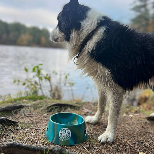Bordercollie dricker ur Wilderdog silipint skål.