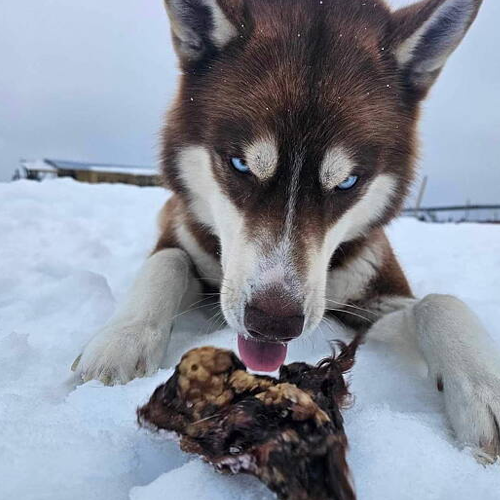 Oxöronsnäcka - broskigt hundtugg