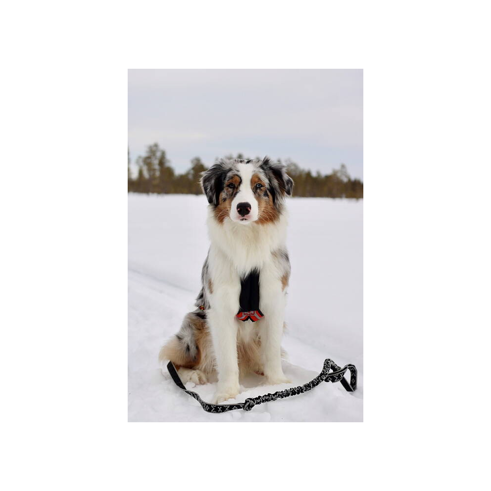 ManMat Draglina Canicross svart/silver