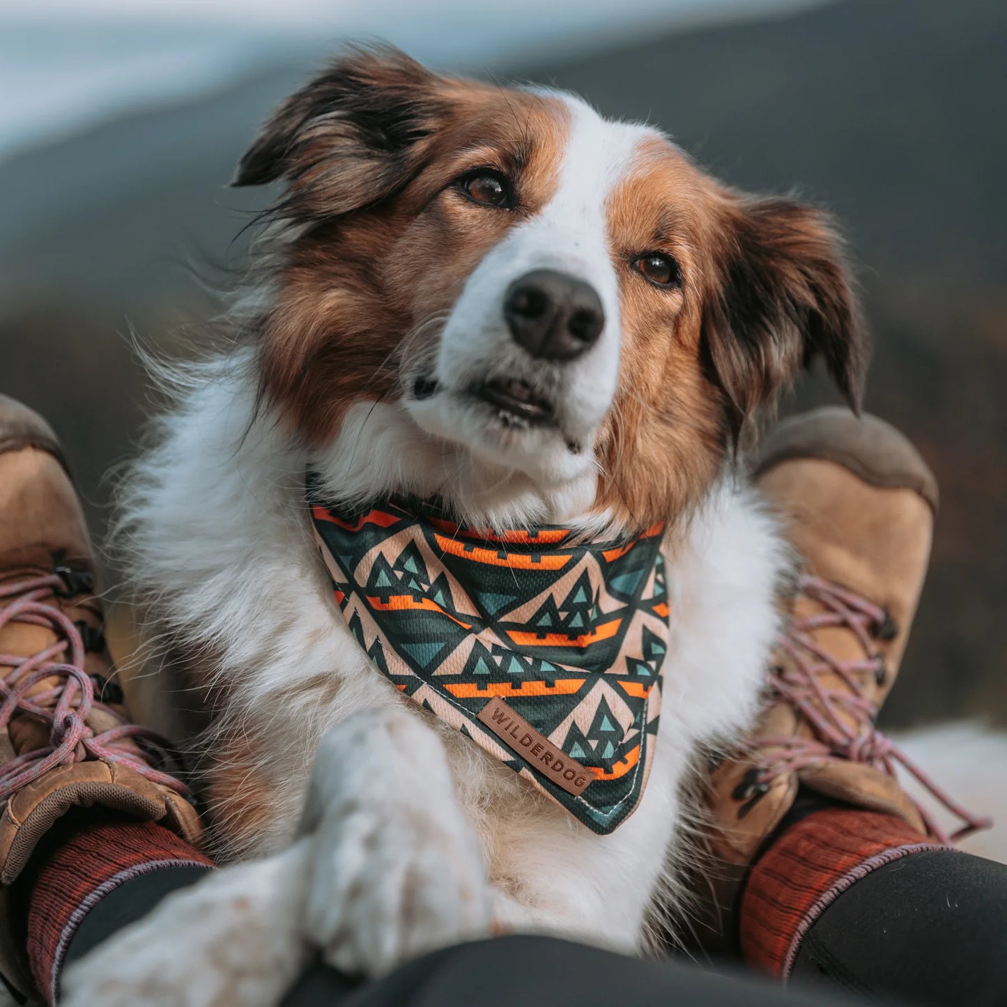 Brunvit hund har bandana camp från Wilderdog.