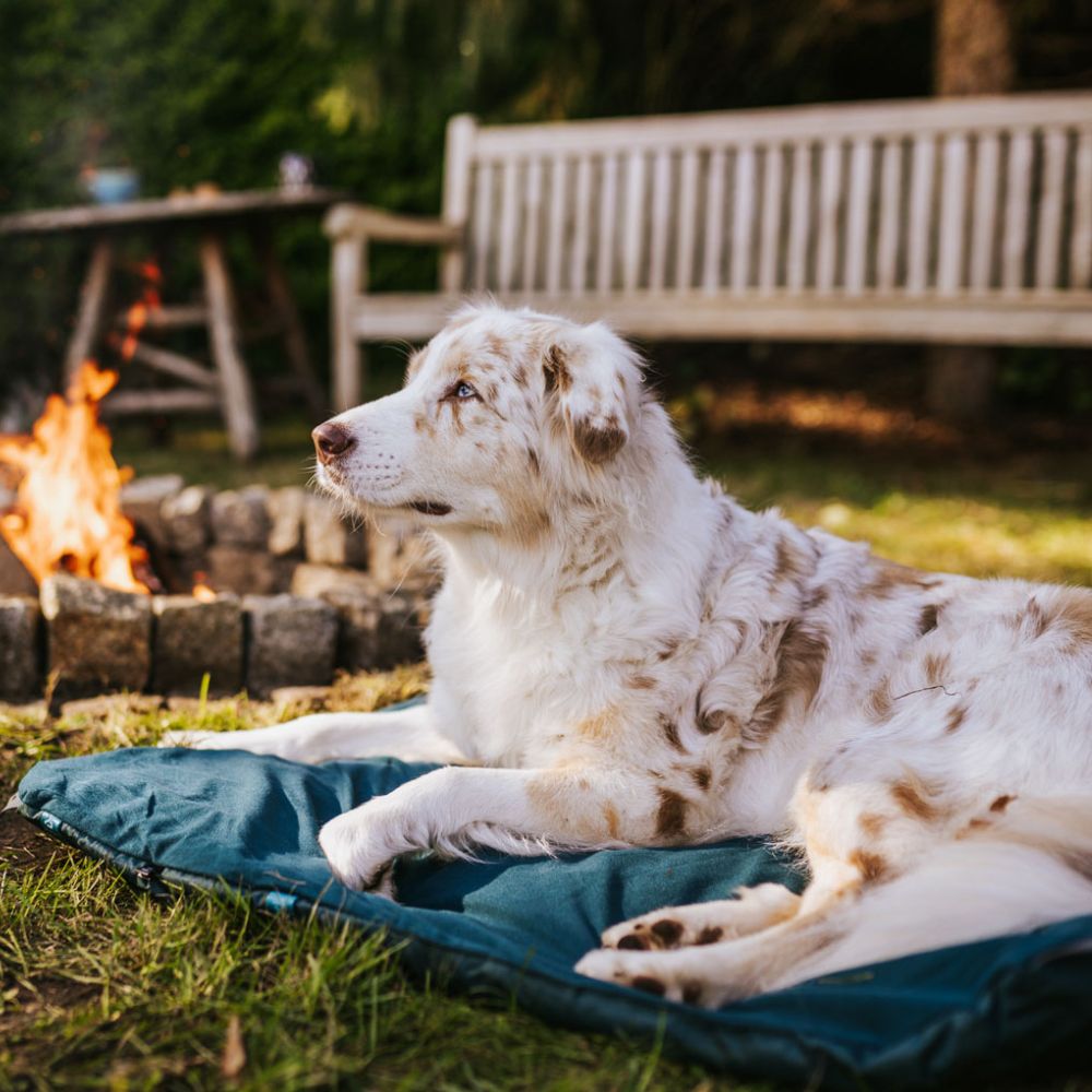 Behöver din hund liggunderlag?