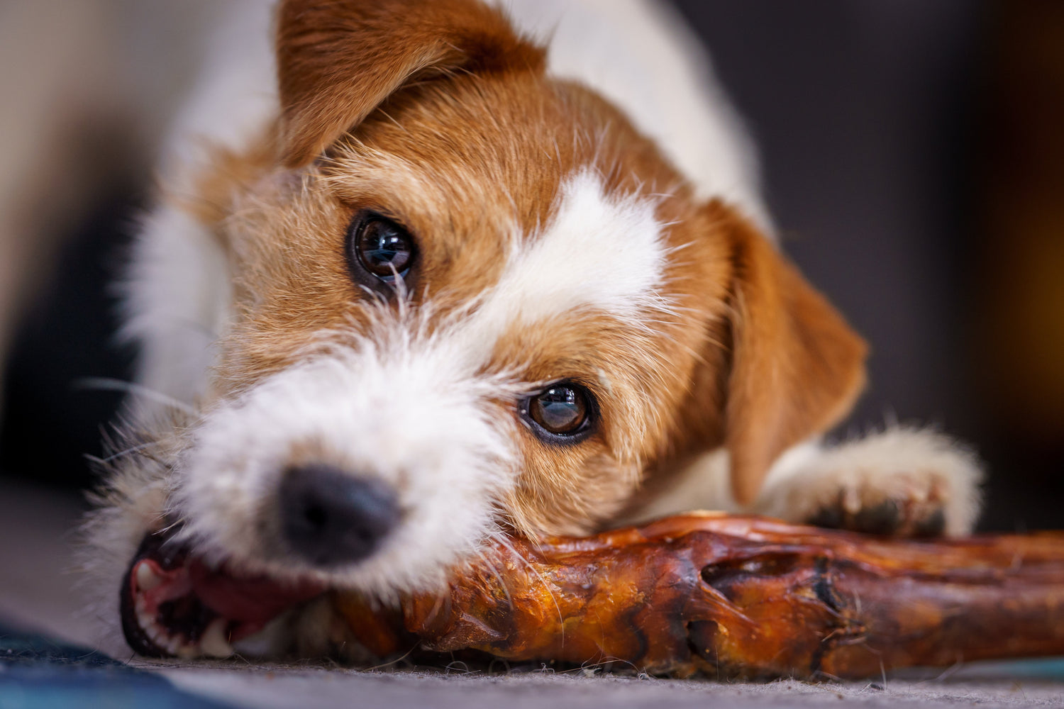 Hund tuggar på naturligt hundtugg – perfekt för tänder och belöning