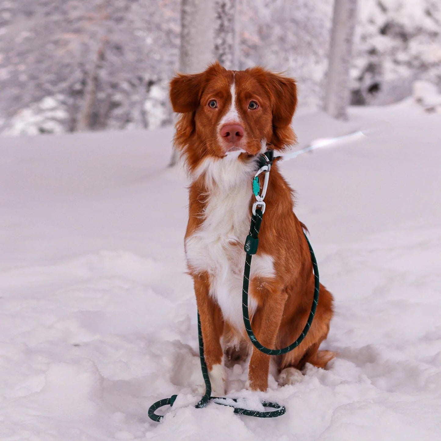Wolly Wolf Repkoppel twistlock Evergreen