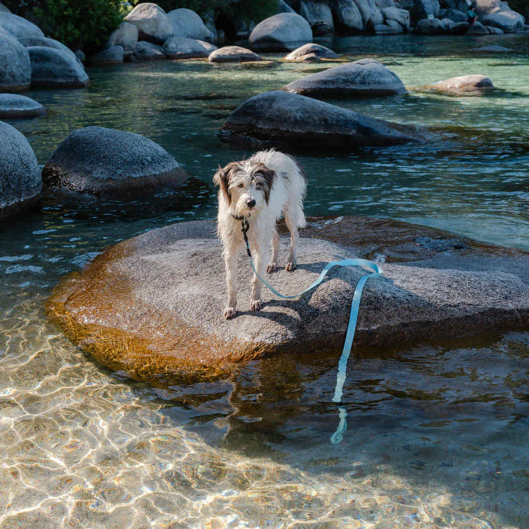 Wilderdog Waterproof Koppel SALTWATER