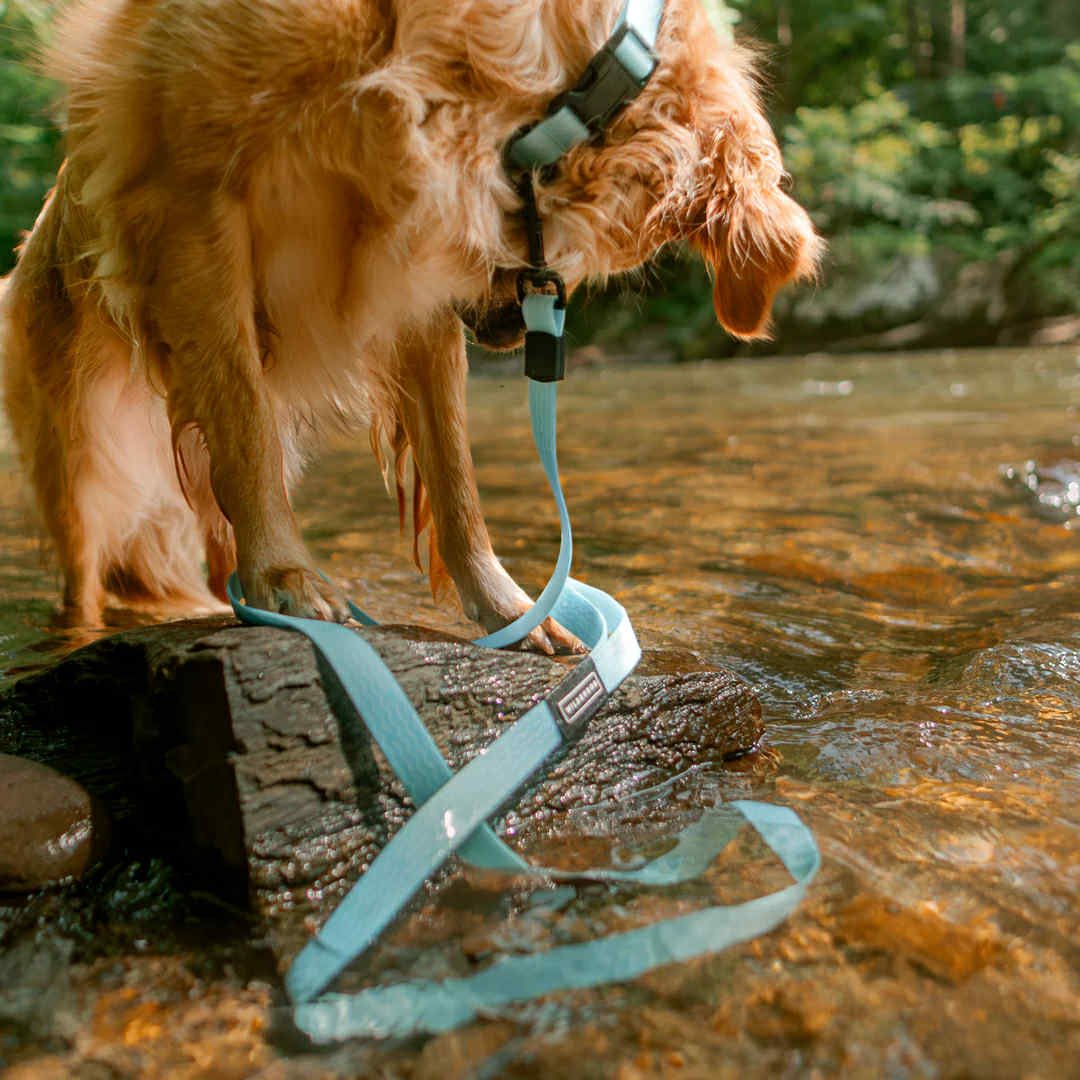 Wilderdog Waterproof Koppel SALTWATER