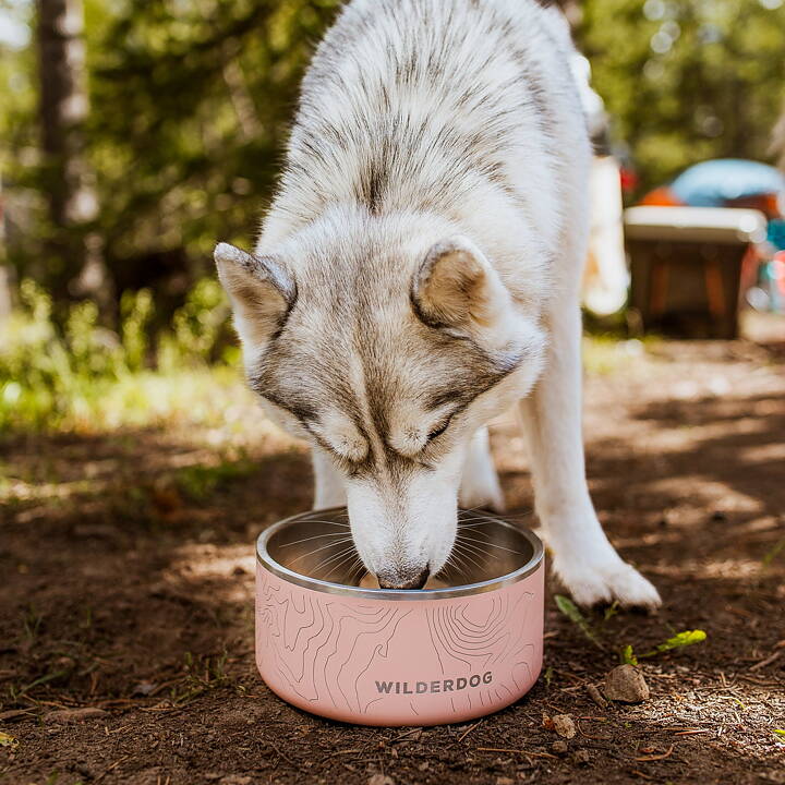 Siberian Husky äter ut Wilderdogs rostfria matskål. 
