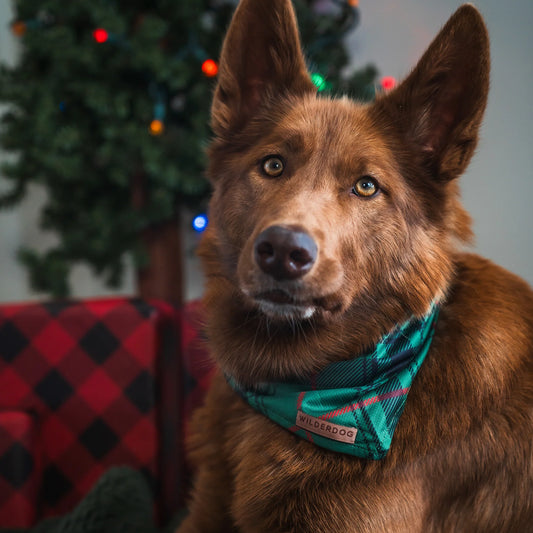 Wilderdog Bandana TARTAN PLAID